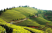 和平茶业茶园基地 打造茶旅一体化