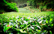纯手工采茶跟机采茶的区别-和平茶业分享
