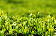北方最大无污染茶区-陕茶区