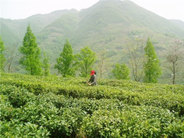 紫阳富硒茶销售形势大好