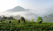 紫阳富硒茶生长环境