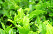 要想销量好 茶叶投资商在茶品选择上应注意哪些