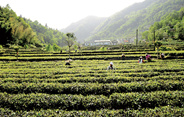 规范紫阳富硒茶茶叶加盟连锁店和网店经营标识的使用