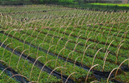 安康五大计划三大工程助推紫阳富硒茶产业发展