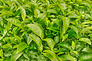 和平茶业绿色生产打造放心茶