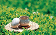 紫阳县全力打造富硒茶产业
