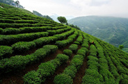 紫阳茶对中国茶产业发展的贡献