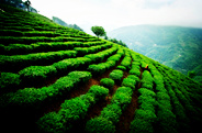 紫阳立足绿水青山 发展健康有机富硒茶
