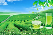 传统茶产业向多产业方向发展