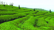 紫阳富硒茶产业有市场 有潜力