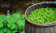 紫阳富硒茶品牌价值高达19.67亿创历史新高