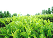 紫阳20万亩茶园即将进入“采摘季”