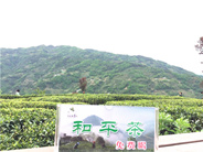 紫阳“全民饮茶日”活动现场
