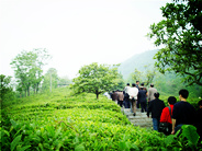 紫阳富硒茶借生态路走出去