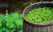 茶叶品牌价值的排名对市场消费倾向的影响
