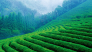 和平茶业-紫阳茶区绿色经济发展的推动