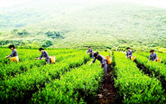 “走出去”带动紫阳富硒茶产业发展