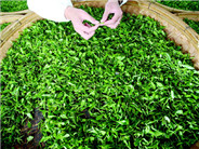 让茶友喝上安全放心茶 是一种责任