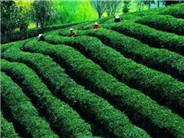 安康富硒茶产业开发与发展意义重大