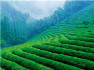 陕西紫阳—无公害有机茶的最佳地区