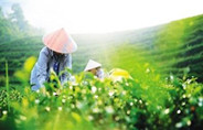 2017年新茶上市时间