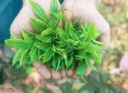 紫阳富硒茶的三大亮点