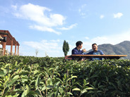 CCTV7【乡约】紫阳 相约和平茶业
