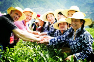 国际茶叶专家盛赞紫阳富硒茶