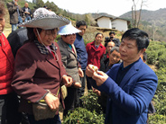和平茶业助力精准脱贫 携手贫困户共谋脱贫致富路